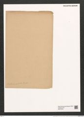 Entopyla pulchella (An.) Grun. (de-Toni-Nr.: Genus 101, Species 3104) Zeichnungen Sammlung Grunow (NHMW-BOT-W0374976)